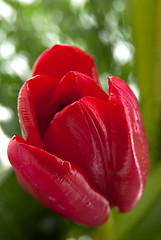 Image showing Red tulip detail