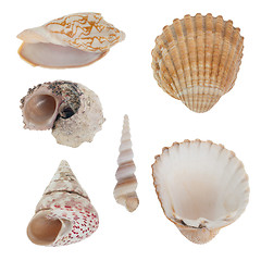 Image showing Sea shells