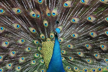 Image showing Peacock