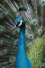 Image showing Peacock