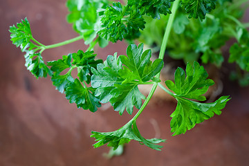 Image showing Fresh parsley