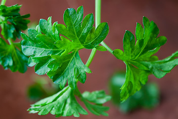 Image showing Fresh parsley