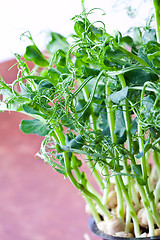 Image showing Pea sprouts