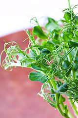 Image showing Pea sprouts