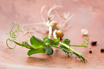 Image showing Pea sprouts