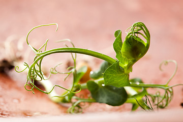 Image showing Pea sprouts