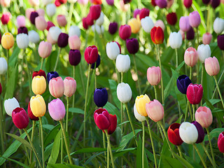 Image showing Field of tulips