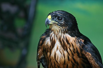 Image showing Hawk