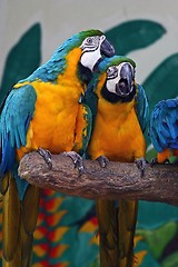 Image showing Two parrots