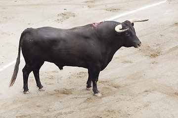 Image showing bull in the arena