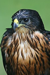 Image showing Hawk