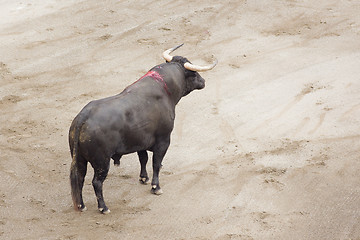 Image showing bull in the arena
