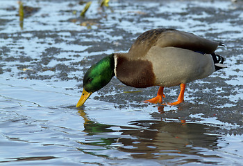 Image showing mallard