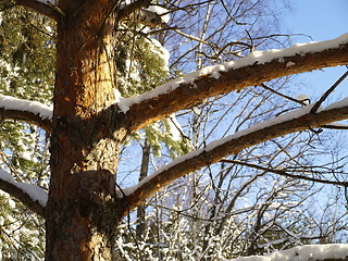 Image showing pine tree with snow