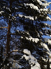 Image showing pine tree with snow