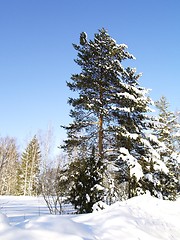 Image showing pine tree with snow