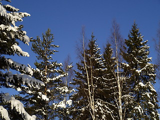 Image showing winter landscape