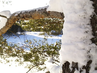 Image showing pine tree branch