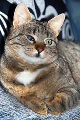 Image showing Half-blind cat portrait