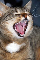 Image showing Cat yawn