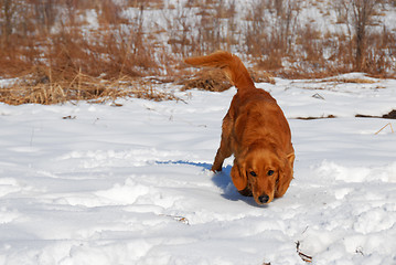 Image showing Dog smell