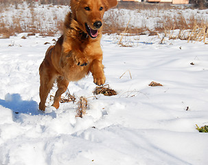 Image showing Dog jump