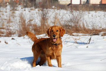 Image showing Dog in winter park