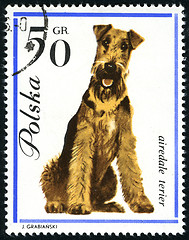 Image showing Airedale Terier in a vintage, canceled post stamp from Poland