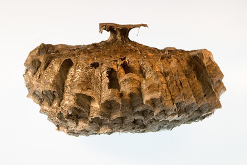Image showing wasp nest