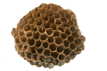 Image showing wasp nest