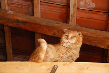 Image showing Old orange cat portrait