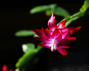 Image showing Pink flower