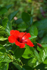 Image showing Hibiscus flower