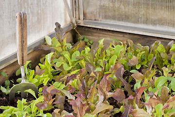 Image showing baby lettuce on greenhouse