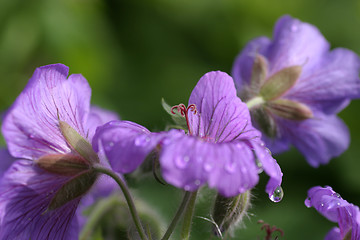 Image showing Geranium