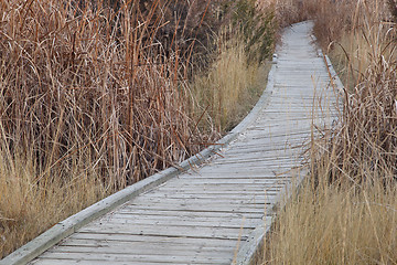 Image showing nature trail in wetland