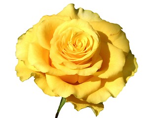 Image showing Yellow rose-desgn element