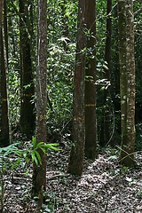 Image showing Tropical Forest