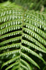 Image showing Leaf Texture