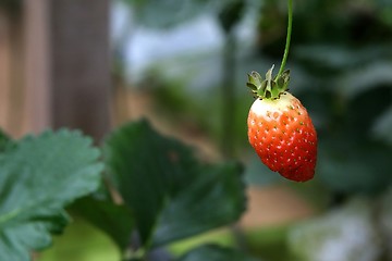 Image showing Unripe Strawberry