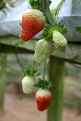 Image showing Unripe Strawberry