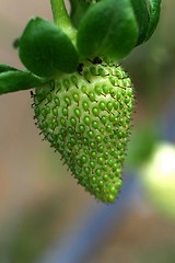 Image showing Unripe Strawberry