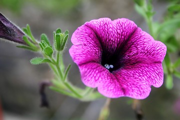 Image showing purple petunia