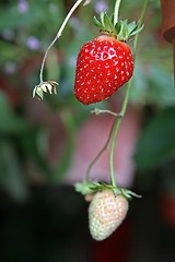 Image showing Unripe strawberry