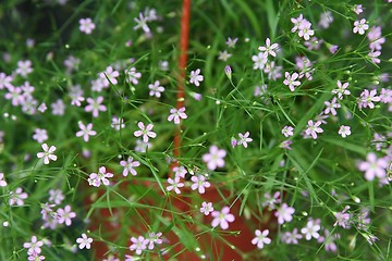 Image showing Small purple flowers