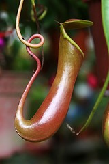 Image showing Nepenthes, Pitcher Plant