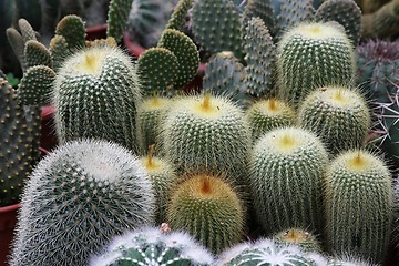 Image showing Varies Cactuses