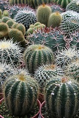 Image showing Varies Cactuses