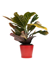 Image showing Houseplant