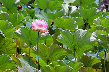 Image showing Lotus (Nelumbo)